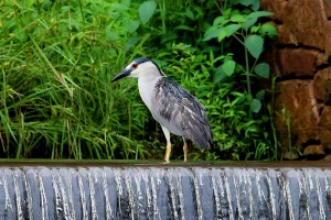 Black-crowned Night-Heron, Best Lake, Watchung, NJ, July 1, 2013 (photo by Jim Mulvey).