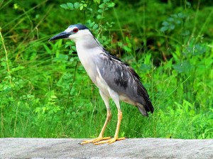 Black-crowned Night-Heron, Best Lake, Watchung, NJ, July 1, 2013 (photo by Jim Mulvey).