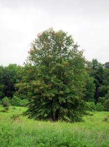 Example of Cicada Flagging, Morris Twp., NJ, July 2, 2013 (photo by Jonathan Klizas).