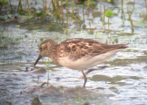 Least Sandpiper, Melanie Lane Wetlands, NJ, July 10, 2013 (digiscoped by Jonathan Klizas).