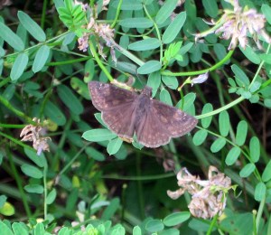 Wild Indigo Duskywing, Boonton Reservoir, MJ, July 9, 2013 (photo by Jonathan Klizas).