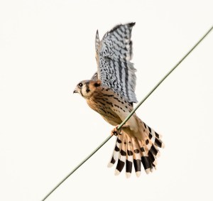 American Kestrel, Great Swamp NWR, Aug. 30, 2013 (photo by Chuck Hantis).