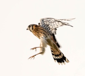 American Kestrel, Great Swamp NWR, Aug. 30, 2013 (photo by Chuck Hantis).