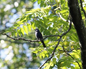Blue Grosbeak, Chimney Rock, NJ, Aug. 15, 2013 (photo by Jeff Ellerbusch).