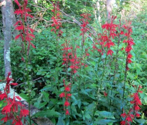 Cardinal Flower, Beaver Brook, Rockaway Twp., NJ, Aug. 11, 2013 (photo by Jonathan Klizas)