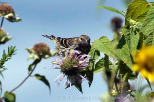 Pine Siskin, Great Swamp NWR, NJ, Aug. 4, 2013 (photo by Larry West).