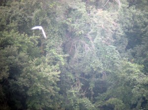 Forster's Tern (honestly), Lincoln Park Gravel Pits, NJ, Aug. 26, 2013 (an attempt at digiscoping by Jonathan Klizas).
