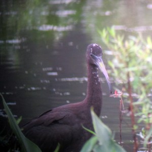 Glossy Ibis, Melanie Lane Wetlands, NJ, Aug. 9, 2013 (photo by Jonathan Klizas).