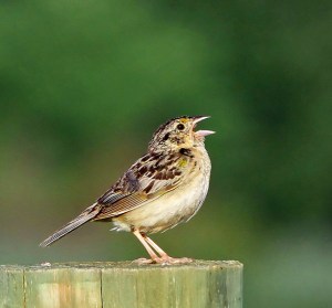 Grasshopper Sparrow, Montgomery Twp., NJ, Aug. 11, 2013 (Photo by Harvey Tomlinson).