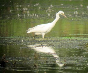 Little Blue Heron, Hanover Twp., NJ, Aug. 20, 2013 (digiscoped by Jonathan Klizas).