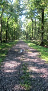 Old Stirling Rd., Long Hill, NJ, Aug. 15, 2013 (photo by Jonathan Klizas).
