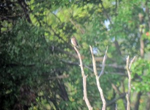 Olive-sided Flycatcher, Rockaway Twp., NJ, Aug. 23, 2013 (digiscoped by Jonathan Klizas)
