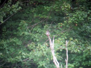 Olive-sided Flycatcher, Rockaway Twp., NJ, Aug. 23, 2013 (digiscoped by Jonathan Klizas)