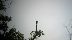Olive-sided Flycatcher, Rockaway Twp., NJ, Aug. 17, 2013 (digiscoped by Jonathan Klizas)