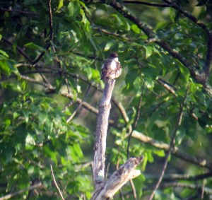 Olive-sided Flycatcher, Rockaway Twp., NJ, Aug. 17, 2013 (digiscoped by Jonathan Klizas)