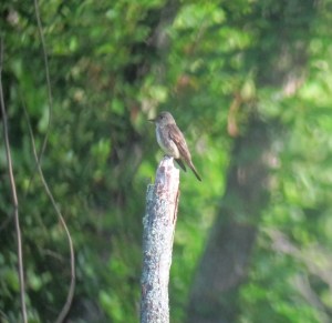 Olive-sided Flycatcher, Rockaway Twp., NJ, Aug. 17, 2013 (digiscoped by Jonathan Klizas)