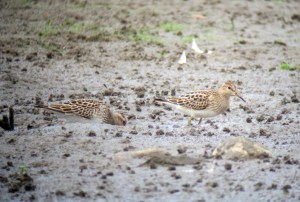 Pectoral Sandpipers, Lincoln Park Gravel Pits, NJ, Aug. 27, 2013 (digiscoped by Jonathan Klizas)