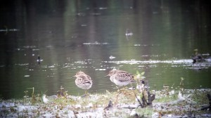 Pectoral Sandpipers, Lincoln Park, NJ, Aug. 31, 2013 (photo by Jamie Glydon)