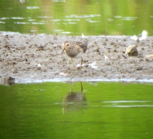 Pectoral Sandpiper, Lincoln Park Gravel Pits, NJ, Aug. 26, 2013 (digiscoped by Jonathan Klizas).