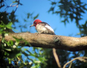 Red-headed Woodpecker, Long Hill, NJ, Aug. 15, 2013 (digiscoped by Jonathan Klizas).