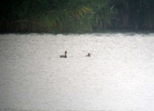 Ruddy Duck, on the right, Mt. Hope Lake, NJ, Aug. 31, 2013 (digiscoped by Jonathan Klizas).