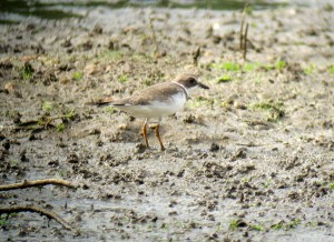 Semipalmated Plover, Lincoln Park Gravel Pits, NJ, Aug. 26, 2013 (digiscoped by Jonathan Klizas).