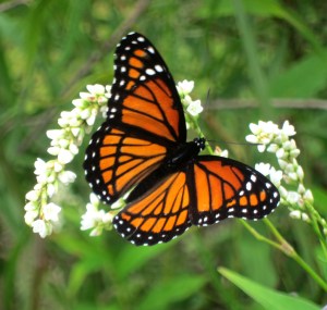 Viceroy, Lincoln Park Gravel Pits, NJ, Aug. 27, 2013 (photo by Jonathan Klizas).
