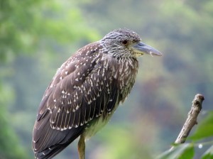 Yellow-crowned Night-Heron, Parsipany, NJ, Sep. 12, 2013 (photo by Alan Boyd)