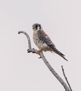 American Kestrel, Florham Park, NJ, Sep. 21, 2013 (photo by Chuck Hantis).