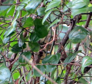 Peek-a-boo Connecticut Warbler, Black River WMA, NJ, Sep. 29, 2013 (photo by Alan Boyd).