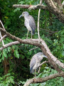 Yellow-crowned Night-Herons, Parsippany, NJ, Sep. 12, 2013 (photo by Glenn Mahler).
