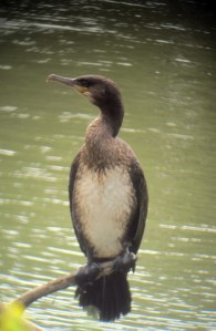 Great Cormorant, Parsippany, NJ, Sep. 14, 2013 (digiscoped by Jonathan Klizas).