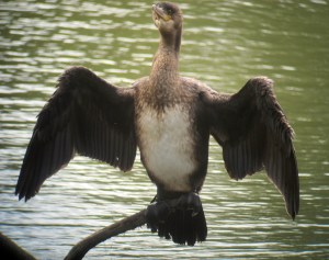Great Cormorant, Parsippany, NJ, Sep. 14, 2013 (digiscoped by Jonathan Klizas).