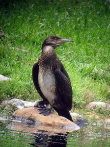 Great Cormorant, Parsippany, NJ, Sep. 15, 2013 (digiscoped by Jonathan Klizas).