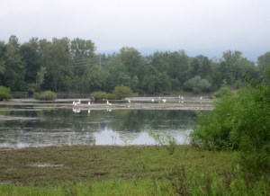 15 Great Egrets, Lincoln Park, NJ, Sep. 1, 2013 (photo by Jonathan Klizas).