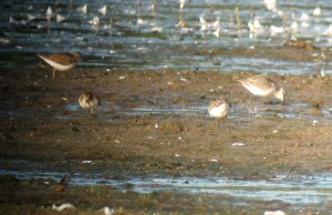 Least and Semipalmated Sandpipers, Lincoln Park, NJ, Sep. 7, 2013 (digiscoped by Jonathan Klizas).