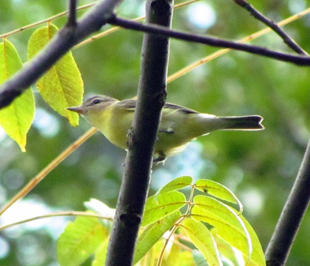 Philadelphia Vireo, Glenhurst  Meadows, NJ, Sep. 8, 2013 (photo by Dave Emma).