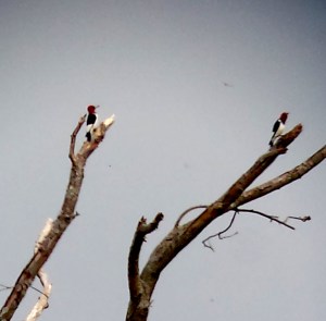 Red-headed Woodpeckers, Troy Meadows, NJ, Sep. 21, 2013 (digi-androided by Jamie Glydon).