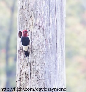 Red-headed Woodpecker, Pyramid Mtn., NJ, Sep. 26, 2013 (photo by Dave Blinder).