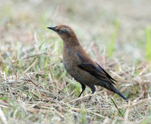 Rusty Blackbird, Great Swamp NWR, NJ, Sep. 26, 2013 (photo by Chuck Hantis).