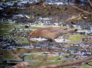 Rusty Blackbird, Lincoln Park, NJ, Sept. 25, 2013 (digiscoped by Jonathan Klizas).