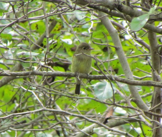 Yellow-bellied Flycatcher, Glenhurst  Meadows, NJ, Sep. 8, 2013 (photo by Dave Emma).