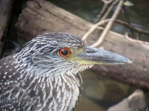 Yellow-crowned Night-Heron, Parsippany, NJ, Sep. 14, 2013 (digiscoped by Jonathan Klizas).