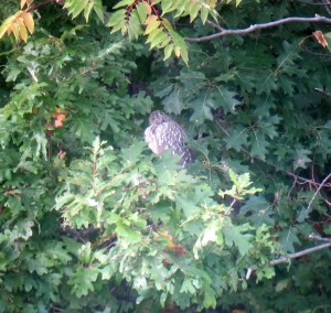 Black-crowned Night-Heron, Parsippany, NJ, Oct. 8, 2013 (digiscoped by Jonathan Klizas).