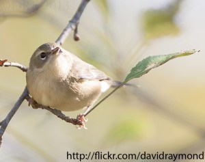 Black-throated Blue Warbler, Loantaka Brook Reservation, NJ, Oct. 14, 2013 (photo by Dave Blinder).