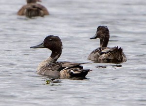 Northern Pintail, Hanover Twp., NJ, Oct. 12, 2013 (photo by Chuck Hantis).
