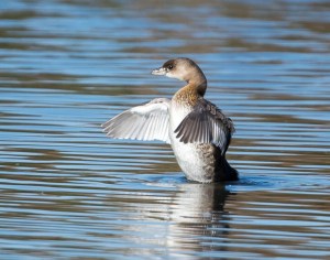 Pied-billed Grebe, Hanover Twp., NJ, Oct 18, 2013 (photo by Chuck Hantis).
