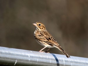 Vesper Sparrow, Duke Farms, NJ, Oct. 29, 2013 (photo by Jeff Ellerbusch).