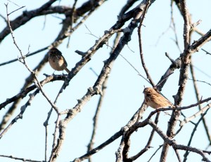 Vesper Sparrows, Duke Farms, NJ, Oct. 29, 2013 (photo by Jeff Ellerbusch).