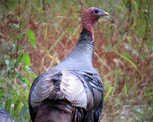 Wild Turkey, Troy Meadows, Oct. 24, 2013 (digiscoped by Jonathan Klizas)